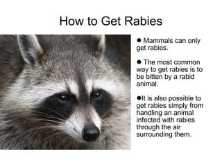 Rabies Slide 4