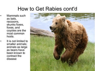 How to Get Rabies cont'd <ul><li>Mammals such as bats, raccoons, skunks foxes, foxes, and coyotes are the most common host...