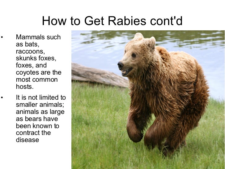 can a vaccinated get rabies rabies can a vaccinated get rabies rabies