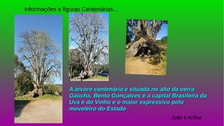 Informações e figuras Centenárias...
A árvore centenária é situada no alto da cerraA árvore centenária é situada no alto da cerra
Gaúcha, Bento Gonçalves é a capital Brasileira daGaúcha, Bento Gonçalves é a capital Brasileira da
Uva e do Vinho e o maior expressivo poloUva e do Vinho e o maior expressivo polo
moveleiro do Estadomoveleiro do Estado..
João e Arthur
 