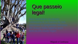 Aqui estávamos na árvore
centenária,lá no buraco da raiz
moravam os imigrantes italianos.
No tronco tinha lugares para
brincar,Foi muito legal!
Que passeioQue passeio
legal!legal!
Miguel e Caettano
 