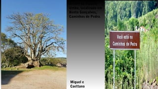 Árvore da espécie
Umbu, localizada em
Bento Gonçalves,
Caminhos de Pedra.
Miguel e
Caettano
 