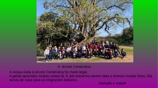 A árvore Centenária
A nossa visita à árvore Centenária foi muito legal.
A gente aprendeu muitas coisas lá. E até entramos dentro dela e tiramos muitas fotos. Ela
serviu de casa para os imigrantes italianos.
Nathalia e Isabeli
 