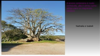 A árvore centenária é muito
conhecida, alta e serviu como
abrigo para os imigrantes
italianos.
Nathalia e Isabeli
 