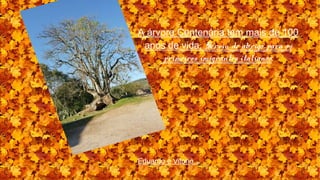 A árvore Centenária tem mais de 100
anos de vida. Serviu de abrigo para os
primeiros imigrantes italianos.
Eduardo e Vitorio...
 