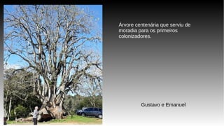Árvore centenária que serviu de
moradia para os primeiros
colonizadores.
Gustavo e Emanuel
 