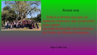 y
Esta é a árvore oca que os
italianos moravam ate construírem
suas casas.
Ela está localizada nos Caminhos
de Pedra em Bento Gonçalves.
Árvore oca
Yago e João Luis
 