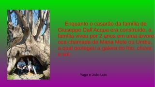 Enquanto o casarão da família de
Giuseppe Dall’Acqua era construído, a
família viveu por 2 anos em uma árvore
oca chamada de Maria Mole ou Umbu,
a qual protegeu a galera do frio, chuva
e sol.
Yago e João Luis
 