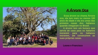 A Árvore OcaA Árvore Oca
Essa árvore se chama Árvore
oca, ela tem mais ou menos 100
anos de idade e ela era umas das
primeira casas dos italianos
quando chegaram no Brasil.
A árvore tem um buraco que
servia de casa para os italianos
morarem para os italianos
morarem, ate construírem as
suas próprias casas.
Leone e Francisco
 
