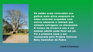 Os bebês eram colocados nos
galhos mais altos enquanto as
mães estavam ocupadas com
outros afazeres e temiam que
animais selvagens os atacassem.
O tronco da árvore é oco e um
homem adulto pode ficar em pé.
Foi a primeira casa a ser
restaurada pelo Projeto Cultural
Rota Caminhos de Pedra
Leone e Francisco
 