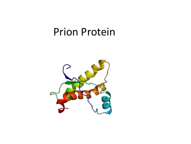 Prion Protein
