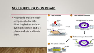 DNA damage and repair and complete processes include in it. | PPTX