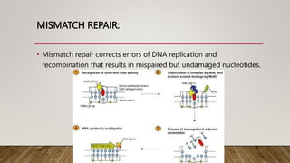 Dna Core Error Message DNA damage and repair and complete processes include in it. | PPTX