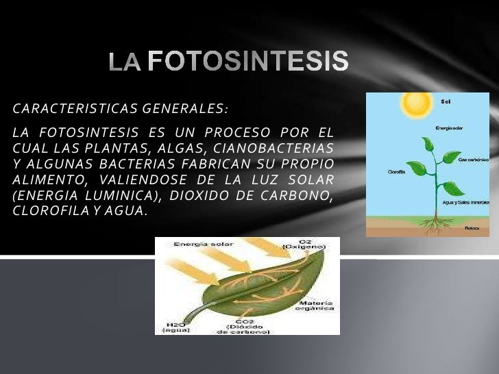 fase luminosa y ciclo de calvin