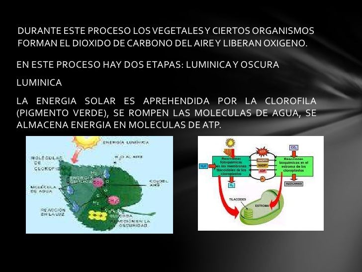 fase luminosa y ciclo de calvin
