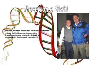 Em 1958, Matthew Meselson e Franklin Stahl fizeram  o   teste da hipótese   semiconservativa   . Trabalharam com a marcação do DNA por incorporação de nitrogénio pesado 15N. Meselson e Stahl 