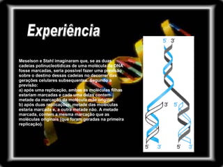Meselson e Stahl imaginaram que, se as duas cadeias polinucleotídicas de uma molécula de DNA fosse marcadas, seria possível fazer uma previsão sobre o destino dessas cadeias no decorrer das gerações celulares subsequentes. Segundo a previsão: a) após uma replicação, ambas as moléculas filhas estariam marcadas e cada uma delas contem metade da marcação da molécula mãe original. b) após duas replicações, metade das moléculas estaria marcada e, a outra metade não. A metade marcada, contem a mesma marcação que as moléculas originais (que foram geradas na primeira replicação). Experiência 