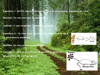 Experiência 1: Griffith injectou células vivas tipo S de  Streptococcus pneumoniae  em ratos. Resultado : Os ratos morreram de pneumonia. Conclusão : A cepa encapsulada é patogénica (virulenta). Experiência 2:  Os ratos foram injectados com células vivas do tipo R  de  Streptococcus pneumoniae . Resultado : Os ratos permaneceram saudáveis. Conclusão : as cepas de bactéria que não possuíam a cápsula de  polissacarídeos não eram patogénicas. 