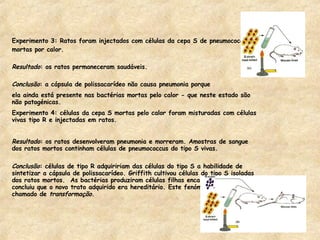 Experimento 3: Ratos foram injectados com células da cepa S de pneumococcus  mortas por calor. Resultado : os ratos permaneceram saudáveis. Conclusão : a cápsula de polissacarídeo não causa pneumonia porque  ela ainda está presente nas bactérias mortas pelo calor - que neste estado são não patogénicas. Experimento 4: células da cepa S mortas pelo calor foram misturadas com células vivas tipo R e injectadas em ratos. Resultado : os ratos desenvolveram pneumonia e morreram. Amostras de sangue dos ratos mortos continham células de pneumococcus do tipo S vivas. Conclusão : células de tipo R adquiririam das células do tipo S a habilidade de sintetizar a cápsula de polissacarídeo. Griffith cultivou células do tipo S isoladas dos ratos mortos.  As bactérias produziram células filhas encapsuladas, ele concluiu que o novo trato adquirido era hereditário. Este fenómeno é agora chamado de  transformação .  