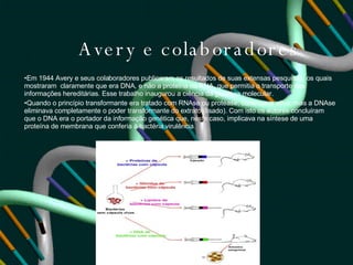 Avery e colaboradores Em 1944 Avery e seus colaboradores publicaram os resultados de suas extensas pesquisas, os quais mostraram  claramente que era DNA, e não a proteína ou RNA, que permitia o transporte das informações hereditárias.  Esse trabalho inaugurou a ciência da genética molecular. Quando o princípio transformante era tratado com RNAse ou protease, continuava ativo, mas a DNAse eliminava completamente o poder transformante do extrato (lisado). Com isto os autores concluíram que o DNA era o portador da informação genética que, neste caso, implicava na síntese de uma proteína de membrana que conferia à bactéria virulência.  