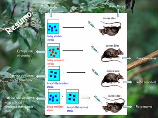 Estripe virulenta Rato Morre Rato saudável Rato saudável Rato morre Estripe não virulenta Estripe virolenta morta pelo calor Estripe não virulenta mais estripe virulenta morta pelo calor Resumo : 