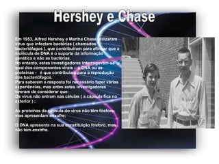 Hershey e Chase Em 1953, Alfred Hershey e Martha Chase utilizaram vírus que infectam bactérias ( chamados bacteriófagos ), que contribuíram para afirmar que a molécula de DNA é o suporte da informação genética e não as bactérias. No entanto, estes investigadores interrogavam-se qual dos componentes virais – o DNA ou as proteínas -  é que contribuíam para a reprodução dos bacteriófagos. Para saberem a resposta foi necessário fazer várias experiências, mas antes estes investigadores tiveram de considerar que:  Os vírus não entram nas células ( a cápsula fica no exterior ) ; As proteínas da cápsula do vírus não têm fósforo, mas apresentam enxofre; O DNA apresenta na sua constituição fósforo, mas não tem enxofre. 