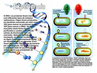 Experiência O DNA i as proteínas foram marcados com diferentes tipos de isótopos radioactivos. Fagos foram produzidos em bactérias crescendo em meio com 35S (para marcar as proteínas) ou em 32P (para marcar o DNA). Os fagos marcados desta forma foram purificados e usados para infectar células de Escherichia coli não marcadas. Após um período de incubação, as células incubadas com os fagos foram vigorosamente agitas em liquidificador e as cápsulas virais foram separadas das células da bactéria por centrifugação. Em ambos os casos, a radioactividade foi quantificada no sobrejacente e no precipitado da centrifugação 