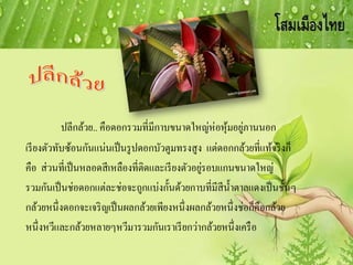 ปลีกล้วย.. คือดอกรวมที่มีกาบขนาดใหญ่ห่อหุ้มอยู่ภานนอก
เรียงตัวทับซ้อนกันแน่นเป็นรูปดอกบัวตูมทรงสูง แต่ดอกกล้วยที่แท้จริงก็
คือ ส่วนที่เป็นหลอดสีเหลืองที่ติดและเรียงตัวอยู่รอบแกนขนาดใหญ่
รวมกันเป็นช่อดอกแต่ละช่อจะถูกแบ่งกั้นด้วยกาบที่มีสีน้าตาลแดงเป็นชั้นๆ
กล้วยหนึ่งดอกจะเจริญเป็นผลกล้วยเพียงหนึ่งผลกล้วยหนึ่งช่อก็คือกล้วย
หนึ่งหวีและกล้วยหลายๆหวีมารวมกันเราเรียกว่ากล้วยหนึ่งเครือ
 