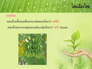 ผลกล้วย
ผลกล้วยทั้งหมดที่ออกจากช่อดอกเรียกว่า “เครือ”
ผลกล้วยมาจากกลุ่มดอกแต่ละกลุ่มเรียกว่า “หวี” (Hand)
 