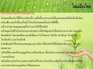 ประโยชน์ของการกินกล้วย
ช่วยลดกลิ่นปากได้ดีในระดับหนึ่ง แต่ทั้งนี้ควรทานหลังตื่นนอนตอนเช้าทันทีแล้วค่อย
แปรงฟัน และถ้าเป็นกล้วยน้าว้าจะยิ่งช่วยลดกลิ่นปากได้ดีขึ้น
กล้วย ช่วยควบคุมอุณหภูมิในร่างกายให้เป็นปกติ
กล้วยอุดมไปด้วยวิตามินและแร่ธาตุต่างๆที่สาคัญและจาเป็นต่อร่างกาย เช่น ธาตุเหล็ก
ฟอสฟอรัส โพแทสเซียม แมกนีเซียม คาโบไฮเดรต โปรตีน วิตามินเอ วิตามินบี6
วิตามินบี12 และวิตามินซี
ช่วยเพิ่มพลังให้แก่สมองของคุณ เพราะมีสารที่ช่วยทาให้มีเกิดสมาธิและมีการตื่นตัว
ตลอดเวลา
กล้วยก็มีสารต่อต้านอนุมูลอิสระเหมือนกันนะ ที่ช่วยในการชะลอความแก่ตัวของ
ร่างกายนั่นเอง
กล้วยมีส่วนช่วยในการลดความอ้วนได้เพราะช่วยปรับระดับน้าตาลในเลือกช่วยให้ลด
อาการอยากกินของจุกจิกลงได้พอสมควร
 