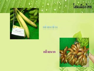 กล้วยนาก
 