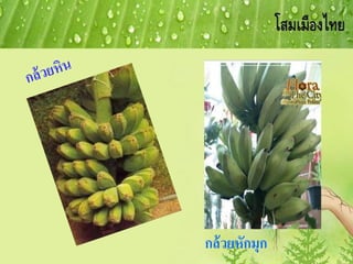 กล้วยหักมุก
 
