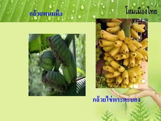 กล้วยพนมมือ
กล้วยไข่พระตะบอง
 