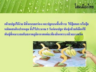 กล้วยปลูกได้ง่าย มีทั้งแบบยกร่อง และปลูกบนพื้นที่ราบ ใช้ปุ๋ ยคอก หรือปุ๋ ย
หมักผสมดินปากหลุม ทิ้งไว้ประมาณ 5 วันก่อนปลูก พันธุ์กล้วยก็เลือกใช้
พันธุ์ที่เหมาะสมกับสภาพภูมิอากาศแต่ละท้องถิ่นเพราะกล้วยบางชนิด
 