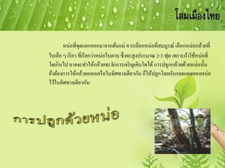 หน่อที่ขุดแยกออกมาจากต้นแม่ ควรเลือกหน่อที่สมบูรณ์ เลือกหน่อกล้วยที่
ใบเล็ก ๆ เรียว ที่เรียกว่าหน่อใบดาบ ซึ่งจะสูงประมาณ 2-3 ฟุต เพราะถ้าใช้หน่อที่
โตเกินไป อาจจะทาให้กล้วยชะงักการเจริญเติบโตได้การปลูกกล้วยด้วยหน่อนั้น
ถ้าต้องการให้กล้วยออกเครือในทิศทางเดียวกัน ก็ให้ปลูกโดยหันรอยแผลของหน่อ
ไว้ในทิศทางเดียวกัน
 