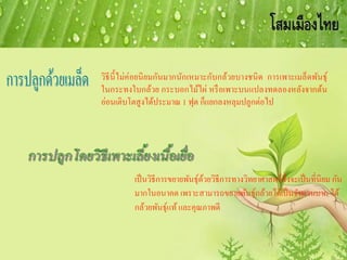 เป็นวิธีการขยายพันธุ์ด้วยวิธีการทางวิทยาศาสตร์ซึ่งจะเป็นที่นิยม กัน
มากในอนาคต เพราะสามารถขยายพันธุ์กล้วยได้เป็นจานวนมาก ได้
กล้วยพันธุ์แท้และคุณภาพดี
วิธีนี้ไม่ค่อยนิยมกันมากนักเหมาะกับกล้วยบางชนิด การเพาะเมล็ดพันธุ์
ในกระทงใบกล้วย กระบอกไม้ไผ่ หรือเพาะบนแปลงทดลองหลังจากต้น
อ่อนเติบโตสูงได้ประมาณ 1 ฟุต ก็แยกลงหลุมปลูกต่อไป
 