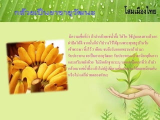 มีความเชื่อที่ว่า ถ้านากล้วยแช่น้าผึ้ง ใส่ไห ใช้ปูนแดงทาแล้วเอา
ฝาปิดให้ดี จากนั้นก็นาไปวางไว้ใต้ฐานพระพุทธรูปในว้น
เข้าพรรษา ทิ้งไว้3 เดือน จนถึงวันออกพรรษาถ้านามา
รับประทาน จะเป็นยาอายุวัฒนะ รับประทานแล้วจะมีอายุยืนยาว
และเสริมพลังด้วย ไม่มีหลักฐานระบุ นอกเหนือจากที่ว่า ถ้านา
กล้วยมาแช่น้าผึ้ง แล้วไม่ปฏิบัติตามขั้นตอน จะได้ผลเหมือนกัน
หรือไม่ แต่ก็น่าทดลองทานะ
 