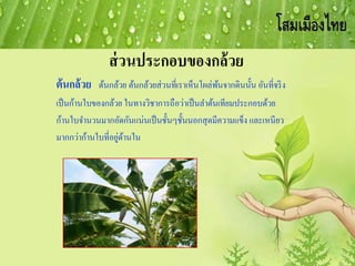 ส่วนประกอบของกล้วย
ต้นกล้วย ต้นกล้วย ต้นกล้วยส่วนที่เราเห็นโผล่พ้นจากดินนั้น อันที่จริง
เป็นก้านใบของกล้วย ในทางวิชาการถือว่าเป็นลาต้นเทียมประกอบด้วย
ก้านใบจานวนมากอัดกันแน่นเป็นชั้นๆชั้นนอกสุดมีความแข็ง และเหนียว
มากกว่าก้านใบที่อยู่ด้านใน
 