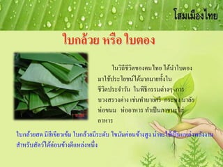 ในวิถีชีวิตของคนไทย ได้นาใบตอง
มาใช้ประโยชน์ได้มากมายทั้งใน
ชีวิตประจาวัน ในพิธีกรรมต่างๆ การ
บวงสรวงต่าง เช่นทาบายศรี กระทง มาลัย
ห่อขนม ห่ออาหาร ทาเป็นภาชนะใส่
อาหาร
ใบกล้วยสด มีสีเขียวเข้ม ใบกล้วยมีระดับ ไขมันค่อนข้างสูง น่าจะใช้เป็นแหล่งพลังงาน
สาหรับสัตว์ได้ค่อนข้างดีแหล่งหนึ่ง
 