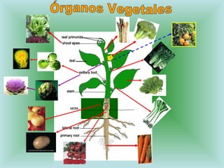 Órganos Vegetales 