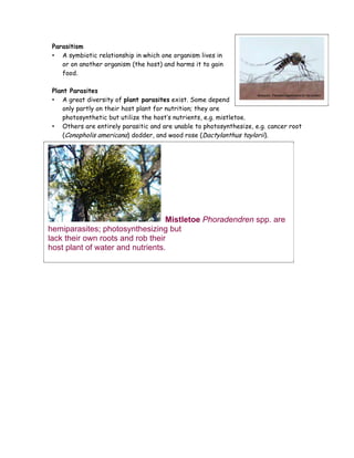 Parasitism
• A symbiotic relationship in which one organism lives in
or on another organism (the host) and harms it to gain
food.
Plant Parasites
• A great diversity of plant parasites exist. Some depend
only partly on their host plant for nutrition; they are
photosynthetic but utilize the host’s nutrients, e.g. mistletoe.
• Others are entirely parasitic and are unable to photosynthesize, e.g. cancer root
(Conopholis americana) dodder, and wood rose (Dactylanthus taylorii).

Mistletoe Phoradendren spp. are
hemiparasites; photosynthesizing but
lack their own roots and rob their
host plant of water and nutrients.

 