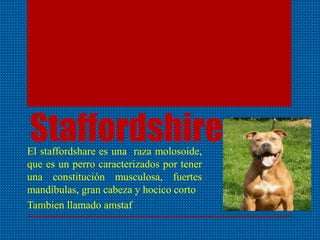 StaffordshireEl staffordshare es una raza molosoide,
que es un perro caracterizados por tener
una constitución musculosa, fuertes
mandíbulas, gran cabeza y hocico corto
Tambien llamado amstaf
 