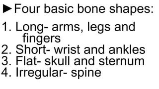 ►Four basic bone shapes:
1. Long- arms, legs and
fingers
2. Short- wrist and ankles
3. Flat- skull and sternum
4. Irregular- spine
 
