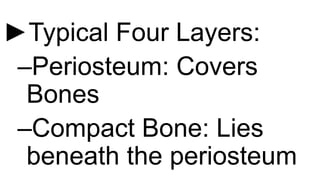 ►Typical Four Layers:
–Periosteum: Covers
Bones
–Compact Bone: Lies
beneath the periosteum
 