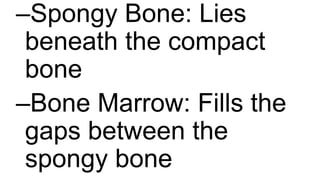 –Spongy Bone: Lies
beneath the compact
bone
–Bone Marrow: Fills the
gaps between the
spongy bone
 