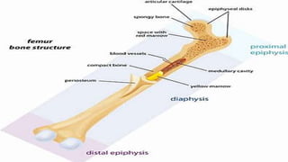 What is the Structure of
Bone?
► Typical Four Layers:
– Periosteum: Covers
Bones
– Compact Bone: Lies
beneath the
periosteum
– Spongy Bone: Lies
beneath the compact
bone
– Bone Marrow: Fills the
gaps between the
spongy bone
 