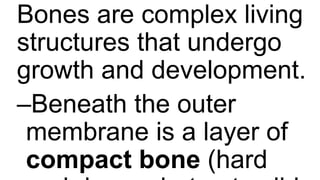 Bones are complex living
structures that undergo
growth and development.
–Beneath the outer
membrane is a layer of
compact bone (hard
 