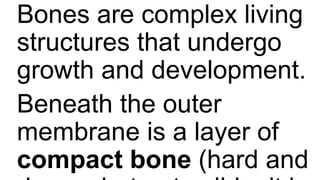 Bones are complex living
structures that undergo
growth and development.
Beneath the outer
membrane is a layer of
compact bone (hard and
 