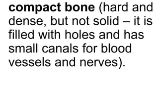 compact bone (hard and
dense, but not solid – it is
filled with holes and has
small canals for blood
vessels and nerves).
 