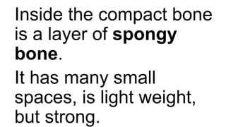 Inside the compact bone
is a layer of spongy
bone.
It has many small
spaces, is light weight,
but strong.
 